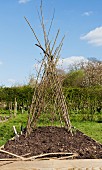 A wigwam made of brushwood in a vegetable patch for plants to climb up