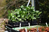 Various vegetable plants in germination pots in a greenhouse
