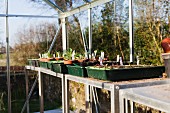 Vegetable plants in germination dishes in a green house