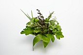 A bowl of fresh herbs against a white background