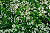 A bed of woodruff (seen from above)