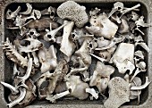 Various bones