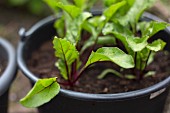 Young beetroot plants in a plastic pot