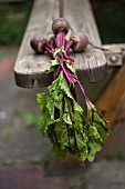 Beetroot on a wooden bench in a garden