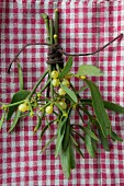 Mistletoe on gingham cloth