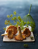 Chanterelle mushrooms and dill flowers