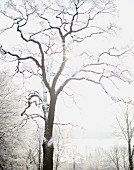 Baum in verschneiter Landschaft