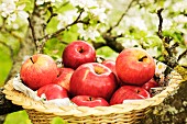 A basket of fresh red apples