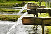 Zulauf der Teichanlage für die Aufzucht von Kärntner Seeforellen (Österreich)