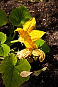 A courgette with flowers growing in a flower bed