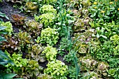 Various organic lettuces growing in a field