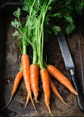 Fresh garden carrots