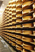 Beaufort (French cheese) in a ripening warehouse