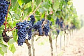 Red wine grapes on a vine