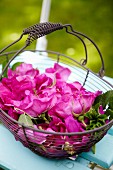 Wild roses in a wire basket