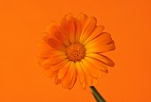 Ringelblume vor orangefarbenem Hintergrund