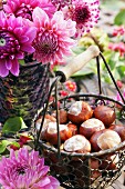 Conkers in wire basket with wooden handle in front of bouquet of pink dahlias in garden