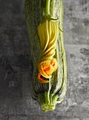 A courgette flower on a courgette