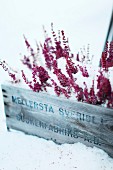 Wooden crate of heather in snow