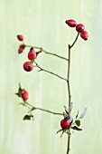 Rosehips (rosa canina) on a twig