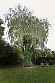 Alte Weide in frisch gemähtem Garten mit Sitzplatz