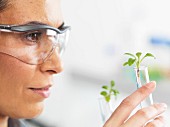 A scientist comparing two plants