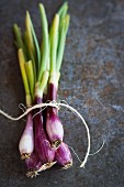 A bunch of organic red spring onions tied with twine