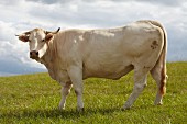 A Charolais bull in a field