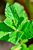 A close-up of Moroccan mint