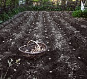 Seed potatoes in a field