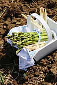 Green and white asparagus in a wooden basket in a field