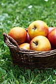 A basket of fresh apples in a field (close up)