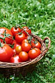 A basket of fresh tomatoes in a field