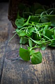 Winter purslane (Claytonia perfoliata) on a wooden table