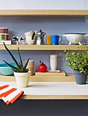 Detail of kitchen counter; potted aloe and herbs in front of retro crockery on wooden wall-mounted shelves