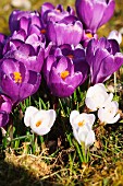 Purple and white crocuses