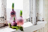 Three hyacinth bulbs and moss in pink glass vessels on sill of old wooden window