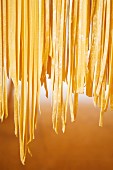 Fresh tagliatelle hanging up to dry