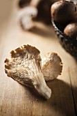 Brown Oyster Mushroom; Close Up