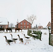 Pferde und Gänse auf einem Bauernhof im Winter (Deutschland)