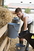 A farmer feeding a calf and a barn