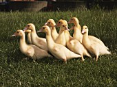 Baby ducks in a field