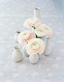 weiße Ranunkeln in Vasen