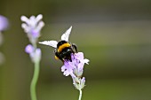 A bumblebee on a lavender flower