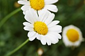 Ox-eye daisies in garden