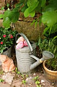 Zinc watering can filled with scented roses