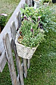 White basket planted with French lavender hanging on garden fence