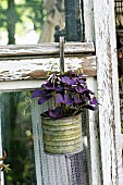 False shamrock (Oxalis triangularis) in old metal can hanging from window frame