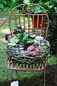 Kranz mit Hauswurz (Sempervivum, auch Dachwurz) auf Vintage Metallstuhl im Garten
