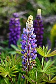 Blue lupins in garden